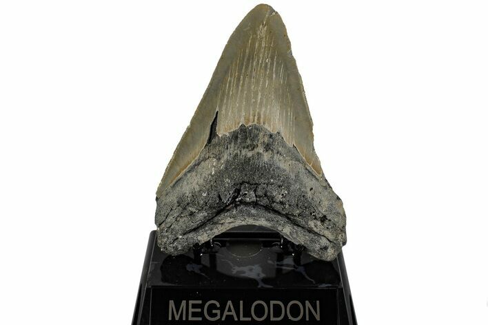 Serrated, Fossil Megalodon Tooth - North Carolina #199696